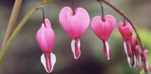 What pink flower means heartbreak