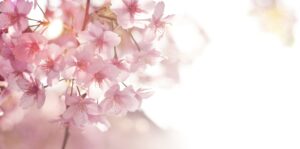 What pink flower means love