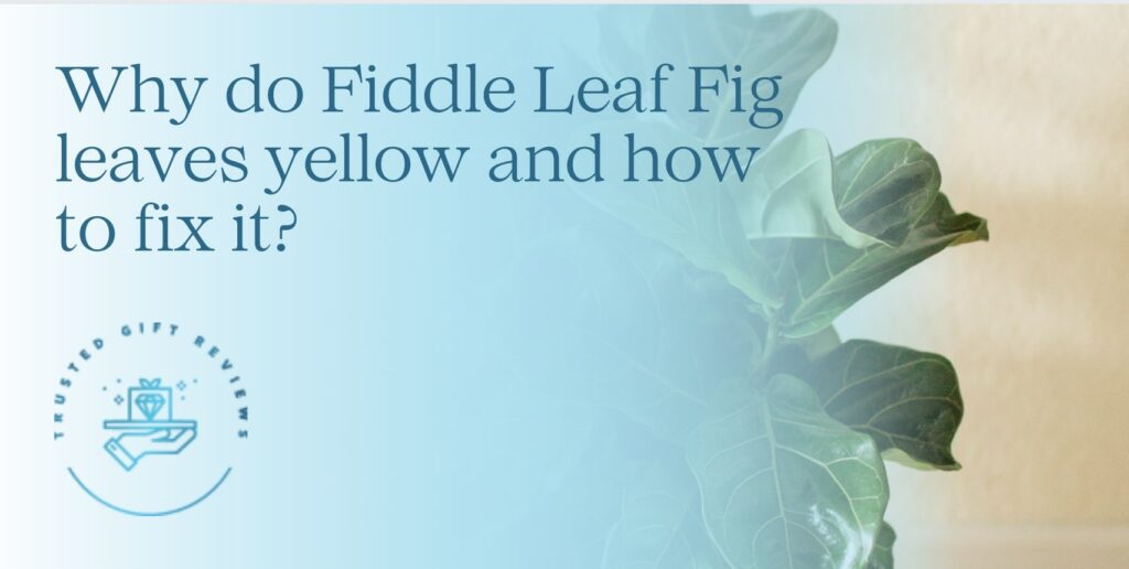 Why Do Fiddle Leaf Fig Leaves Yellow and How to Fix It