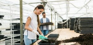 How do I grow my orchid cactus from seed