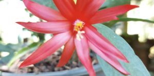 How do I propagate an orchid cactus