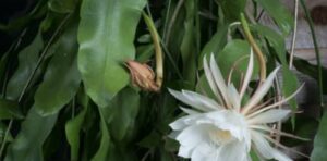 Orchid cacti can be pruned to look neat and light