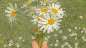 Daisies
