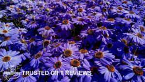 Everything You Need to Know about the Aster