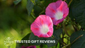 Everything You Need to Know about the Morning Glory