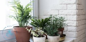 Give them a small houseplant