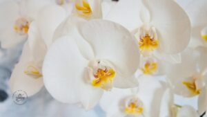Orchids