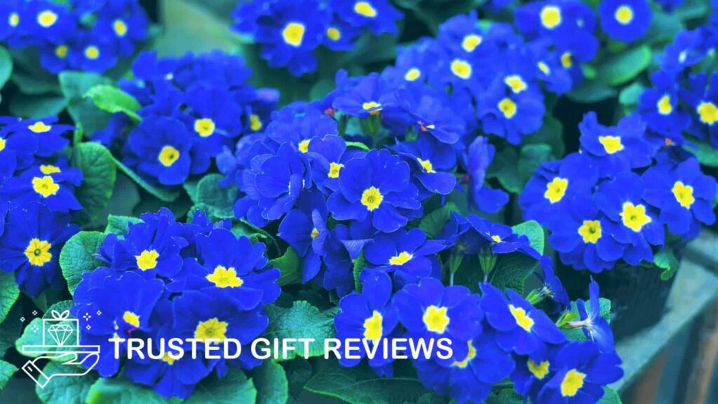 A Guide to February Flowers Violets, Primroses, and Irises