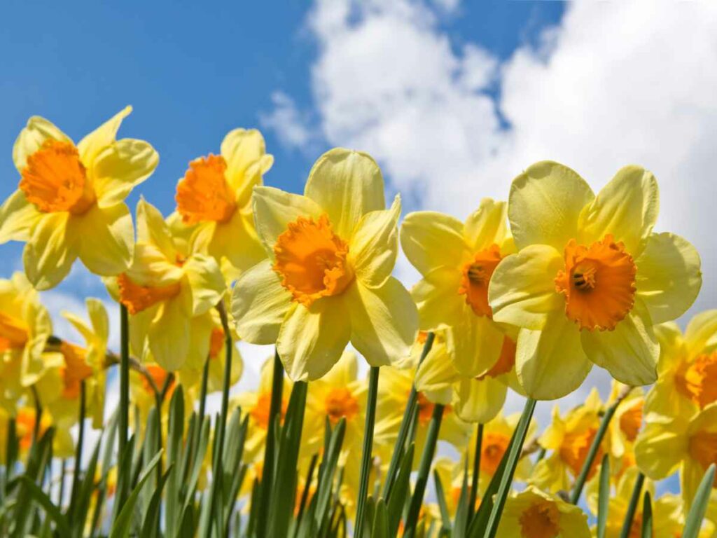 Blooming Joy: December Birth Flowers Narcissus & Holly [2026]