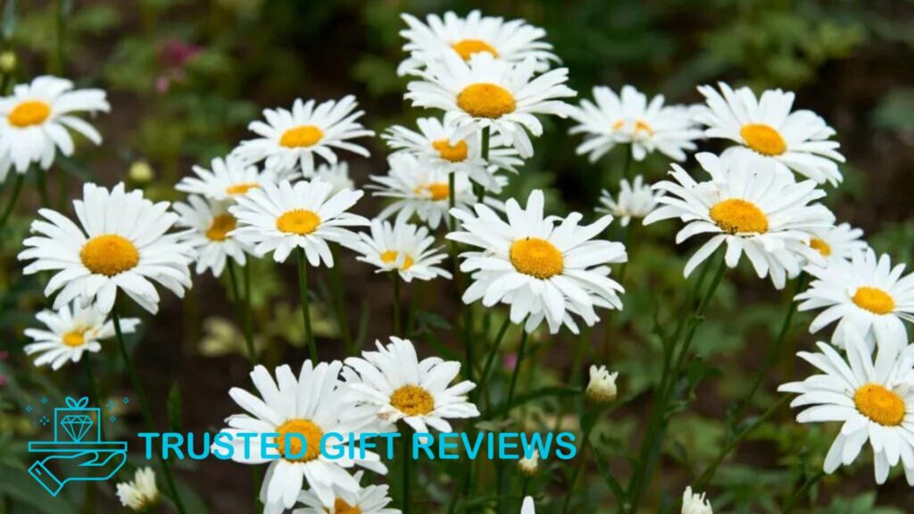 Daisy Flowers Guide to their Meanings, Symbolism, and Uses
