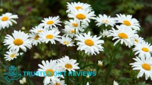 Daisy Flowers Guide to their Meanings, Symbolism, and Uses