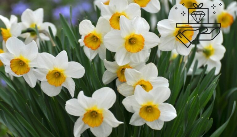 Blooming Joy: December Birth Flowers Narcissus & Holly [2026]