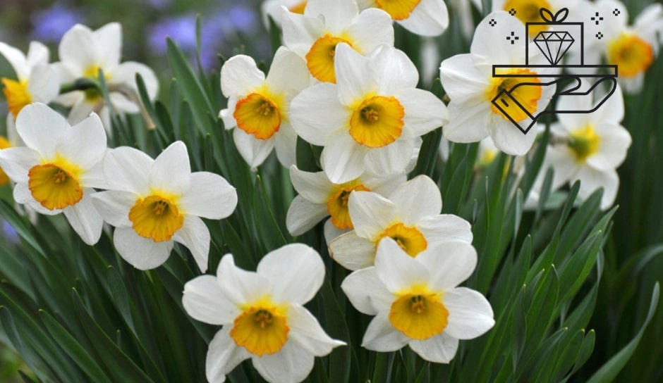 December Birth Flowers Embracing Narcissus and Holly