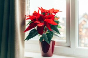 Decorations and Crafts