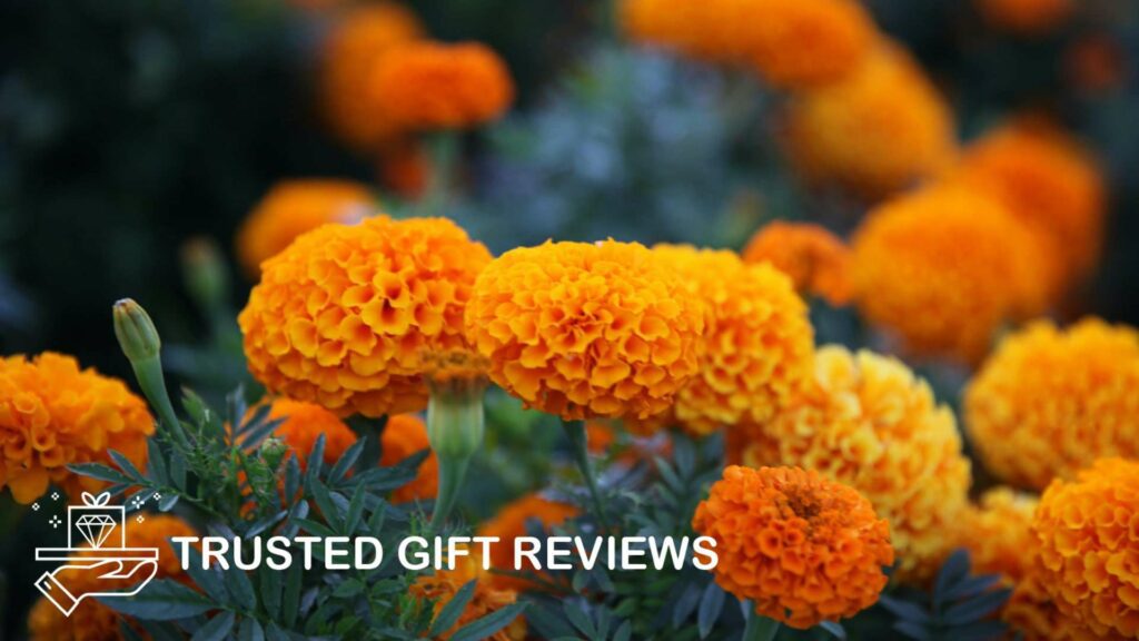 From Pain to Love The Many Meanings of Marigold Flowers