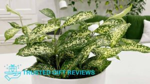 Gold Dust Dracaena (Dracaena surculosa)