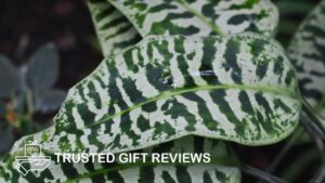 Green Zebra Plant (Dracaena goldieana)