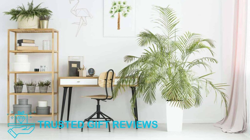 Indoor Palm Trees Benefits and Varieties