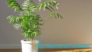 Parlor Palm