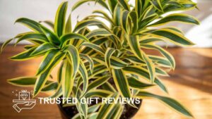 Song of India (Dracaena reflexa)