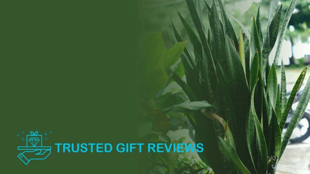 The Best Types of Dracaena Plants to Give to Your Loved Ones