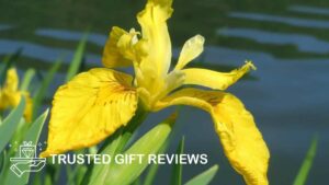 What are the cultural symbolisms of iris flowers