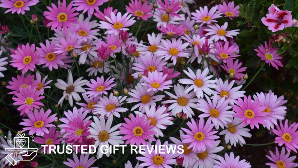 A Guide to Daisy Flowers: Origin, Meanings, and Uses [2026]