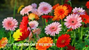 What do the colors of daisy flowers mean
