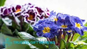 What is the origin of primroses