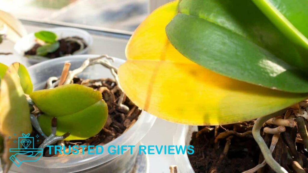 Yellow Alert 12 Reasons Orchid Leaves Are Turning Yellow