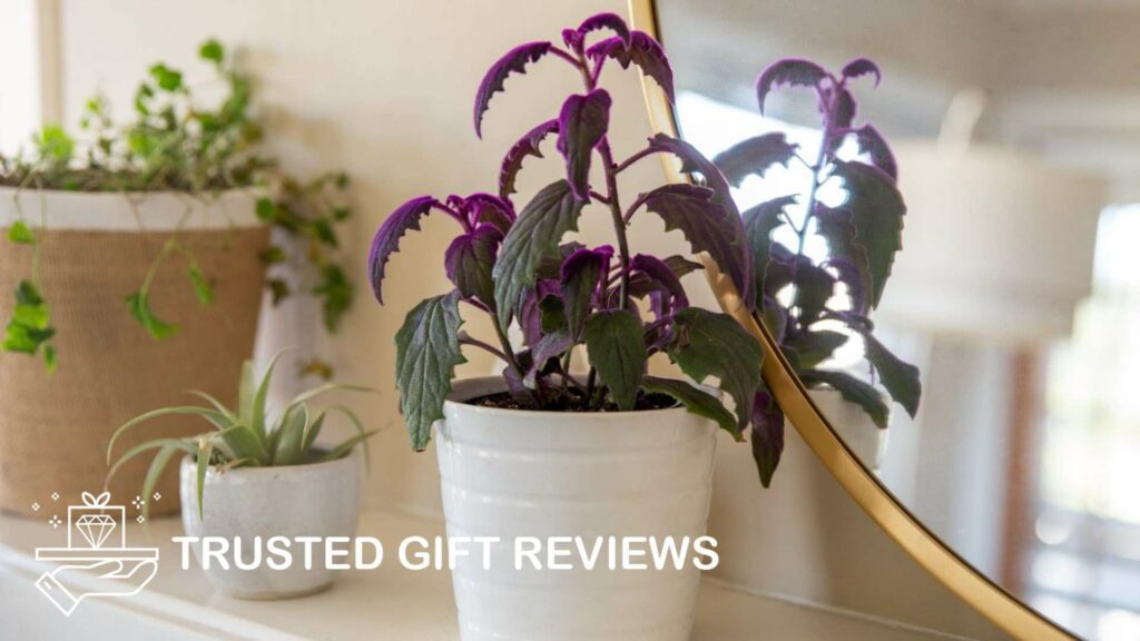 The 10 Best Indoor Purple Plants for a Fancier Home