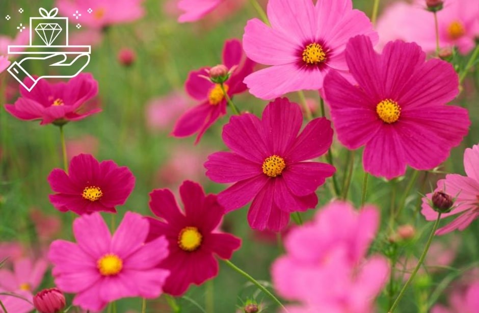 A Guide to the Cosmos Flower Meaning, Symbolism, and Uses