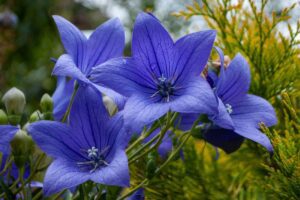 Blue Balloon Flowers