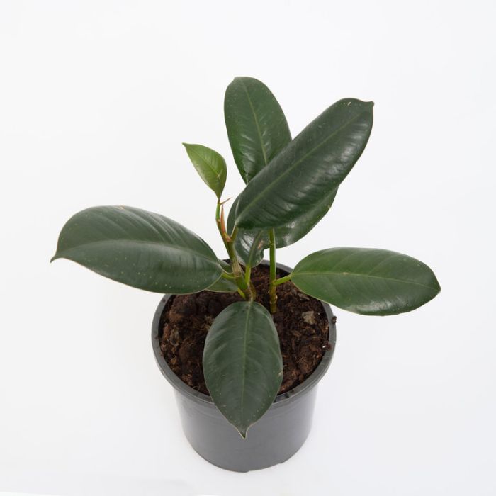 Exquisite Rubber Tree Varieties: A Gifting Guide [2026]