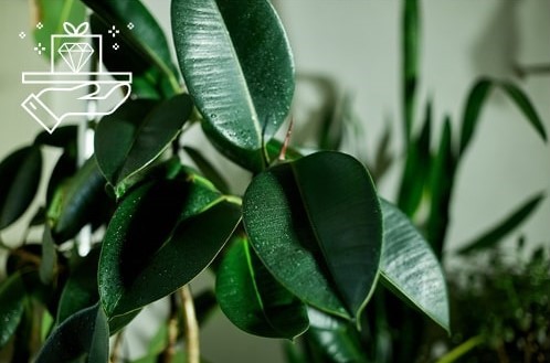 Discover the Perfect Rubber Tree Varieties for Gifting