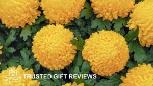 Everything You Need To Know About Chrysanthemums