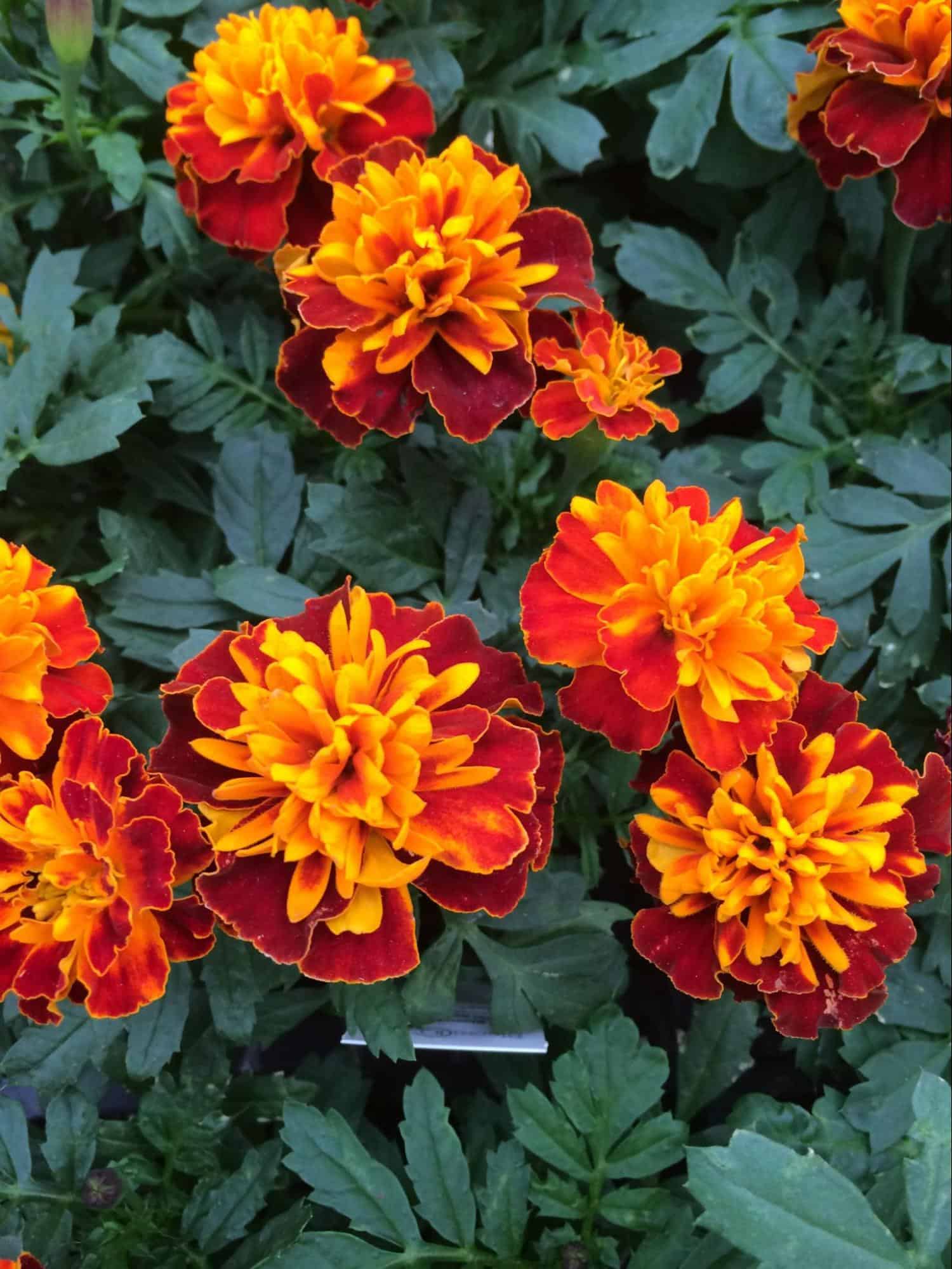 Guide to October Birth Flowers: Marigold and Cosmos [2026]