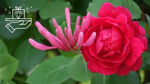 June Birth Flowers—Roses and Honeysuckles