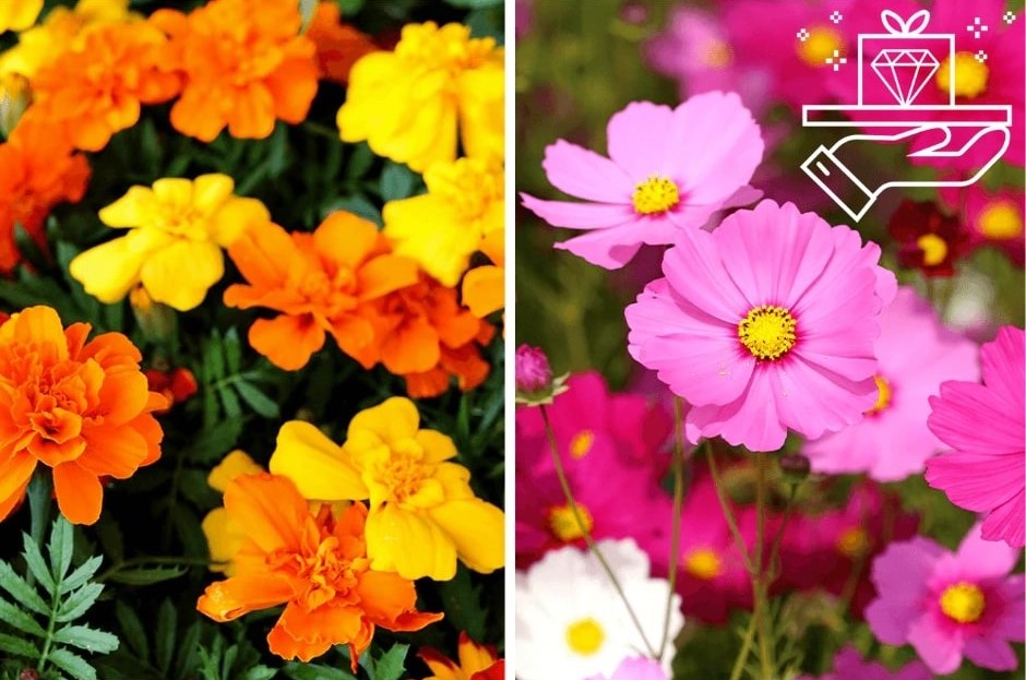 October Birth Flowers Marigold and Cosmos — A Blooming Duo