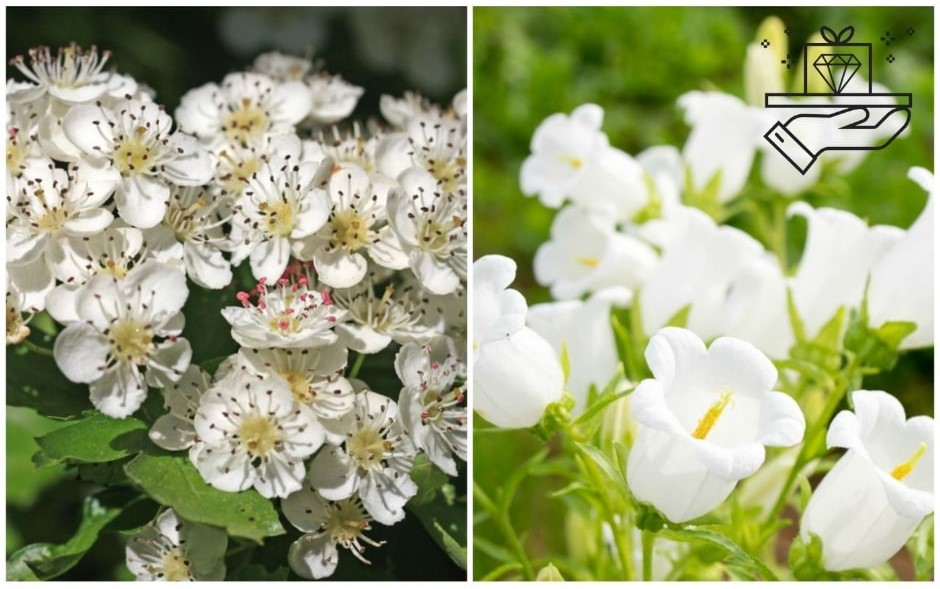 The Birth Flowers of May Exploring Nature's Special Blooms