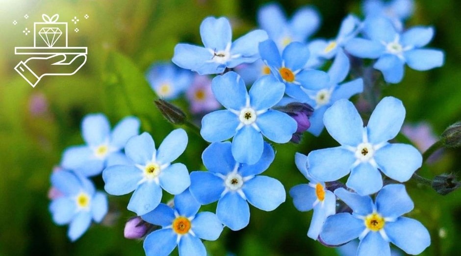 The Forget-Me-Not Flower Symbolism, Origins, and Uses