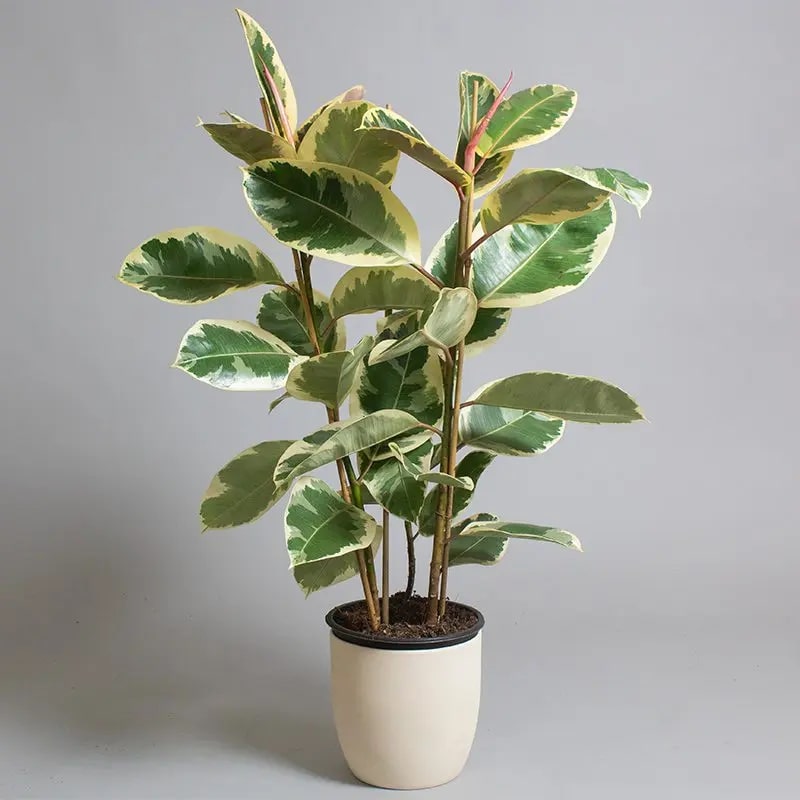 Exquisite Rubber Tree Varieties: A Gifting Guide [2026]