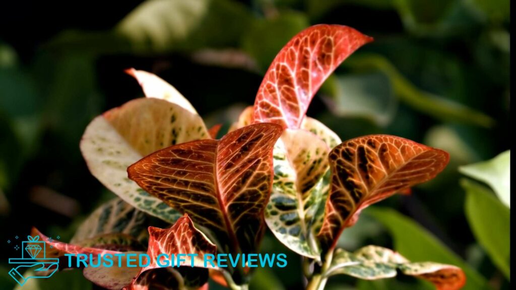 Trendy and Colorful Houseplants The 9 Best Croton Varieties