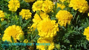 What is the botanical origin of the carnation flower