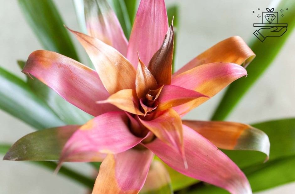 10 Bromeliad Varieties for Colorful Gifts