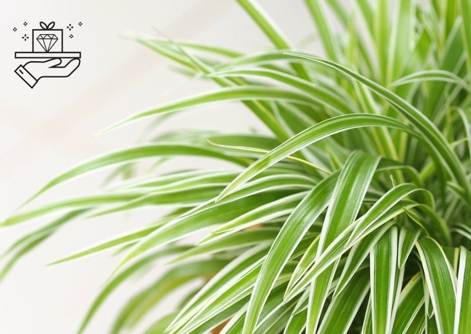 10 Spider Plant Varieties Cultivars to Grow at Home