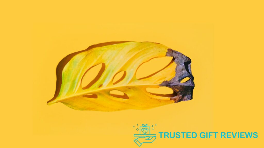 11 Reasons Behind Yellow Monstera Leaves and How to Fix Them