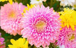 A Guide to Chrysanthemums Meaning, Symbolism, and Uses