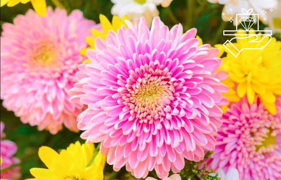 A Guide to Chrysanthemums Meaning, Symbolism, and Uses