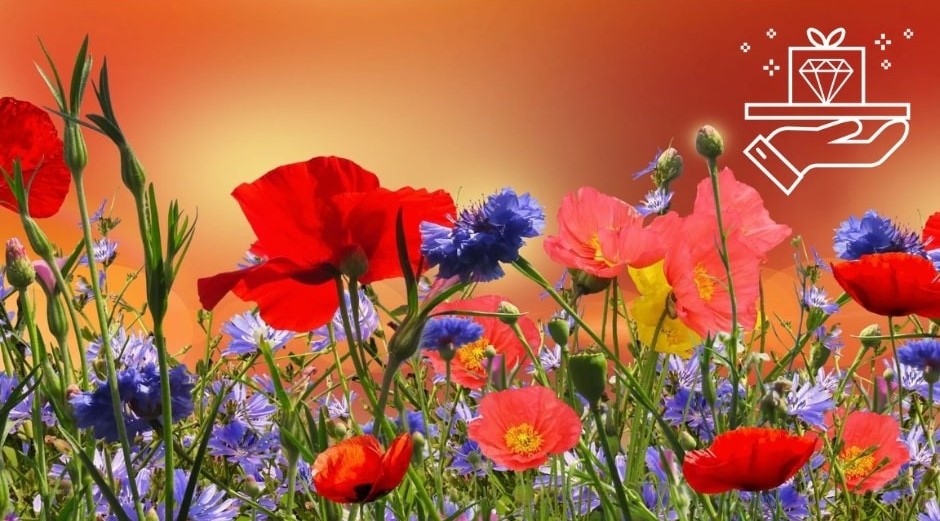 A Guide to Poppy Flowers Meaning, Symbolism, and Uses